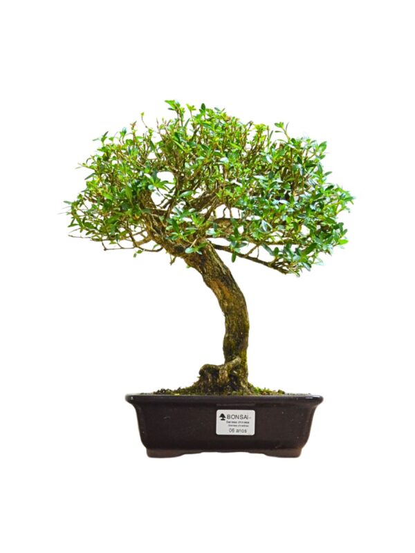 Bonsai Serissa Chinesa