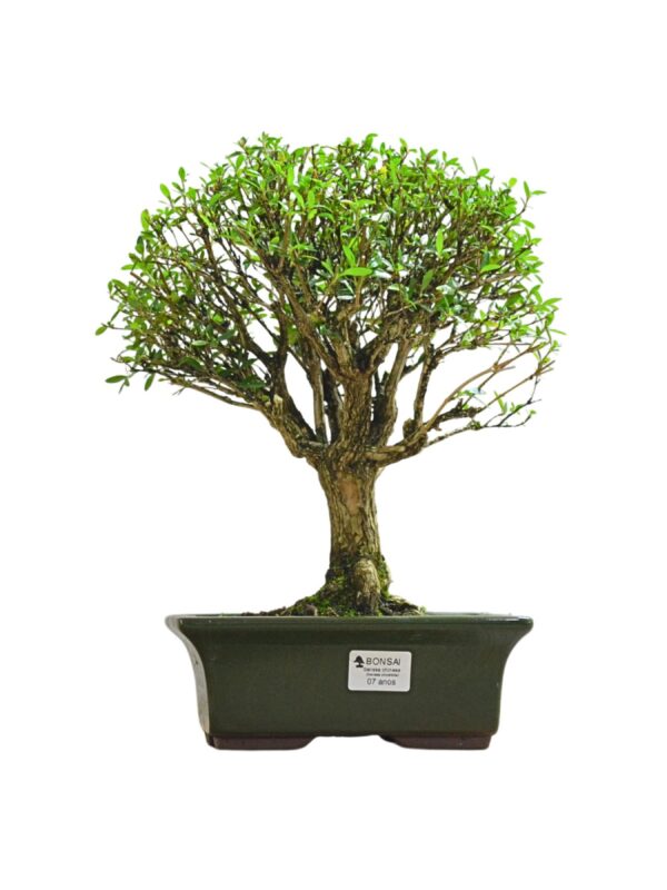 Bonsai Serissa Chinesa