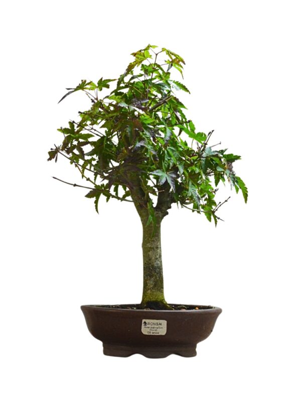 Bonsai Acer Palmatum