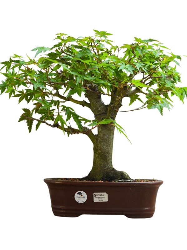 Bonsai Acer Palmatum