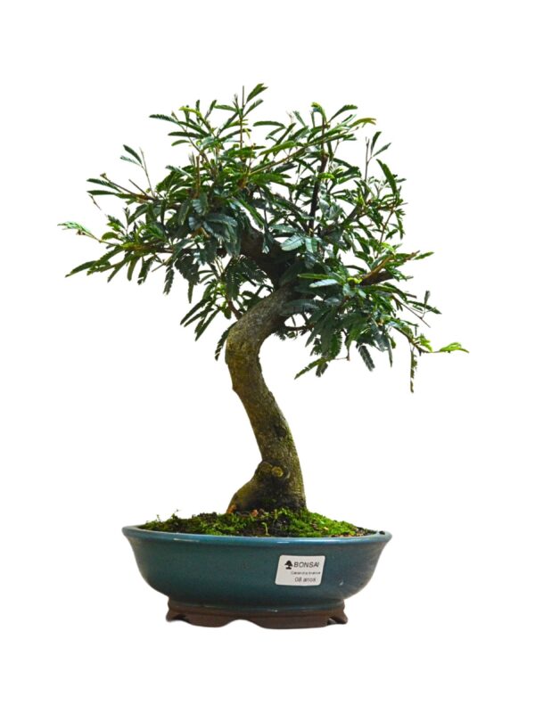 Bonsai Caliandra Branca