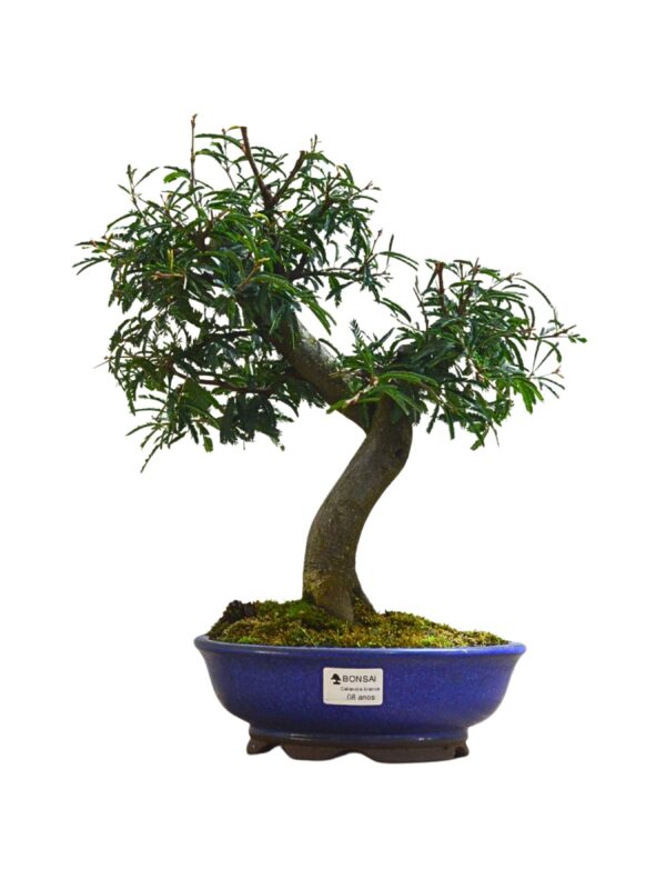Bonsai Caliandra Branca