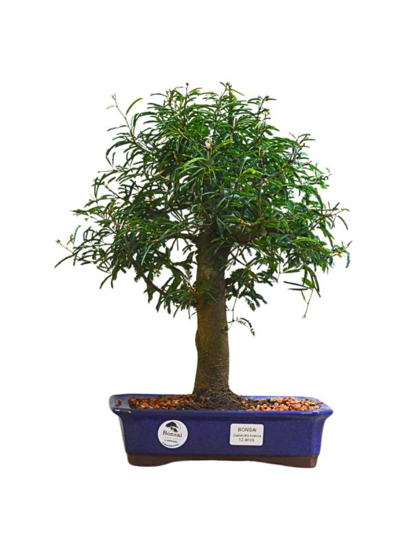Bonsai Caliandra Branca 8 Bonsai Caliandra Branca