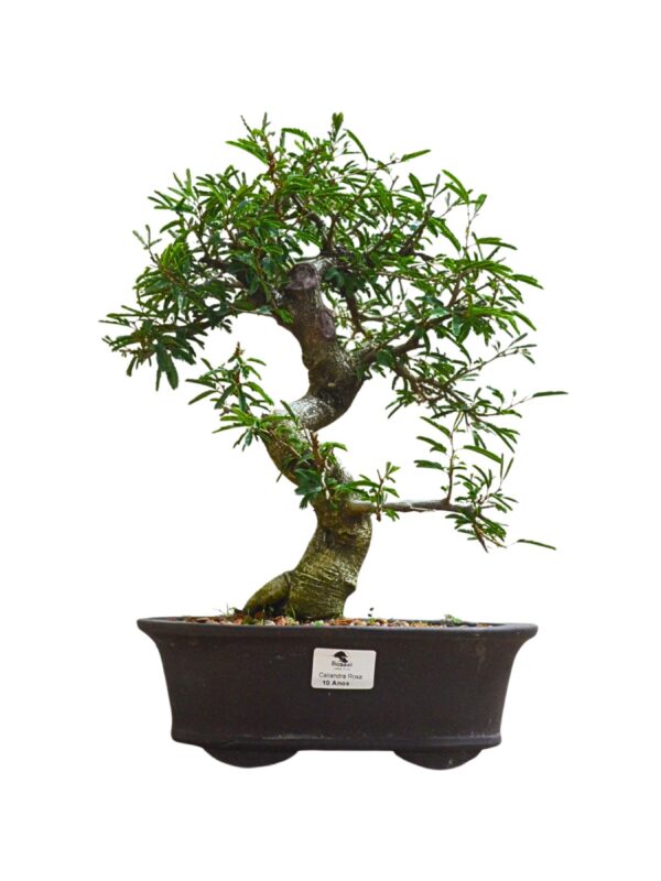 Bonsai Caliandra Branca
