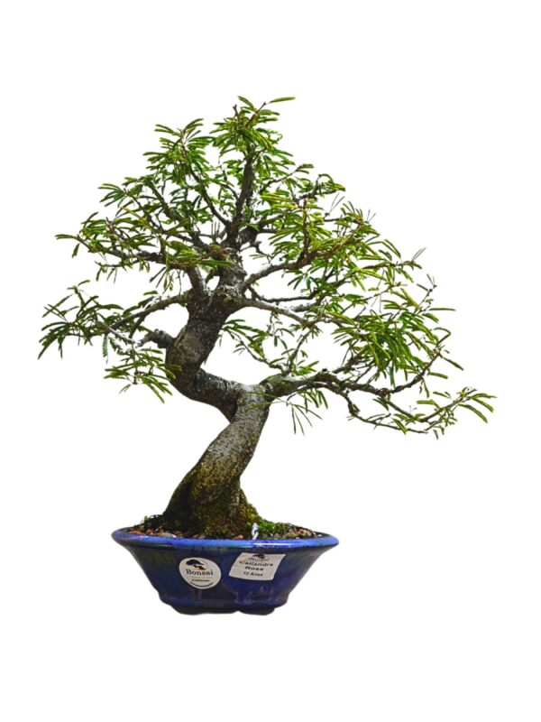 Bonsai Caliandra Rosa