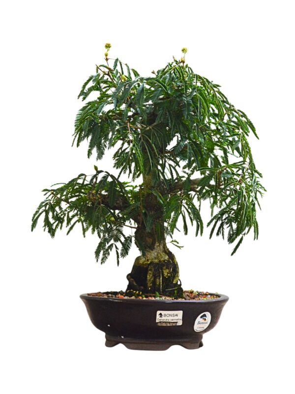 Bonsai Caliandra Vermelha