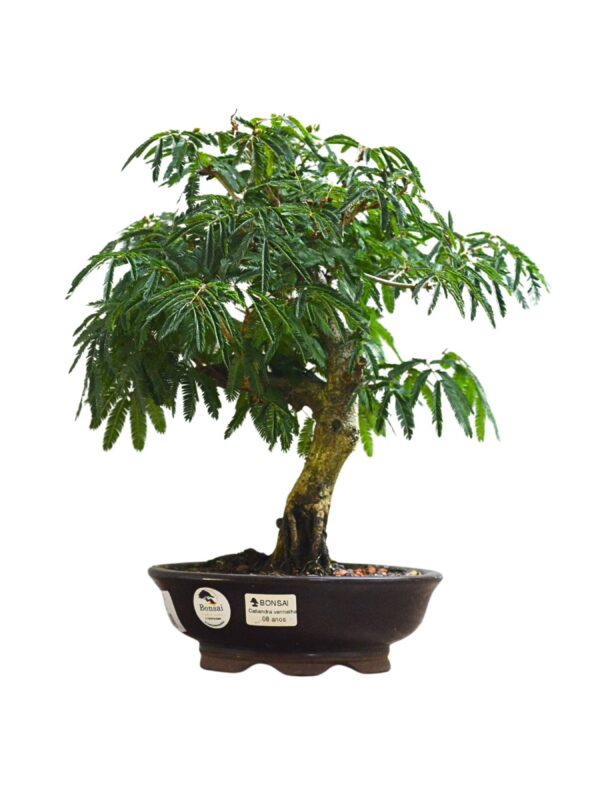 Bonsai Caliandra Vermelha