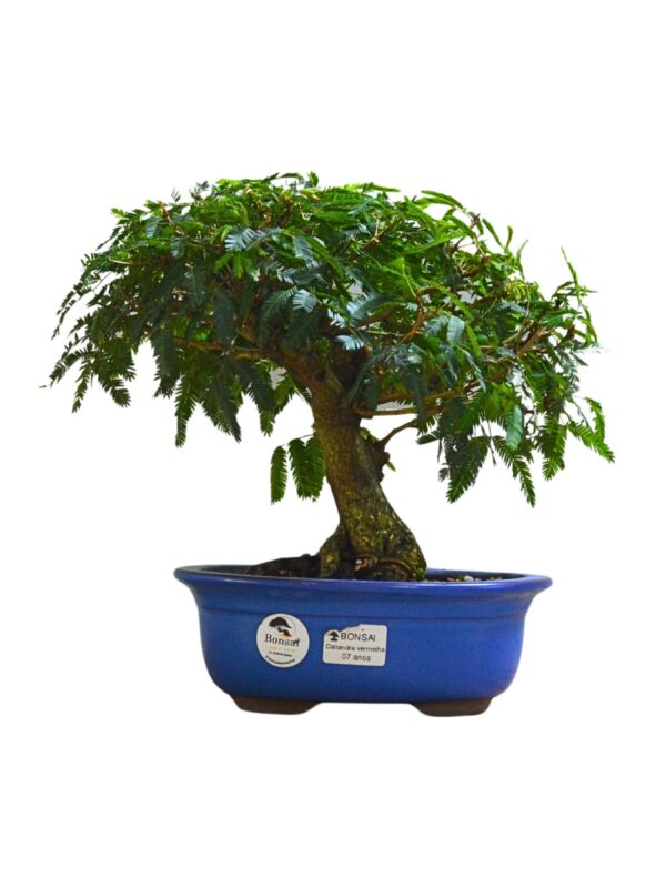 Bonsai Caliandra Vermelha
