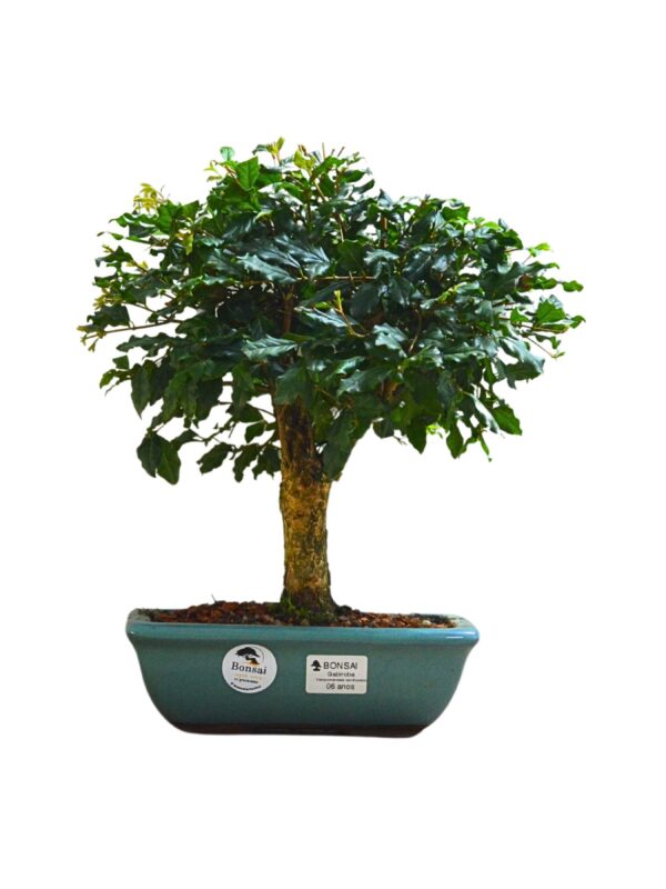 Bonsai Gabiroba