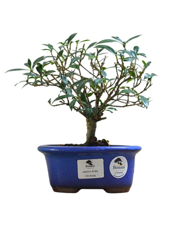 Bonsai Jasmin Anão