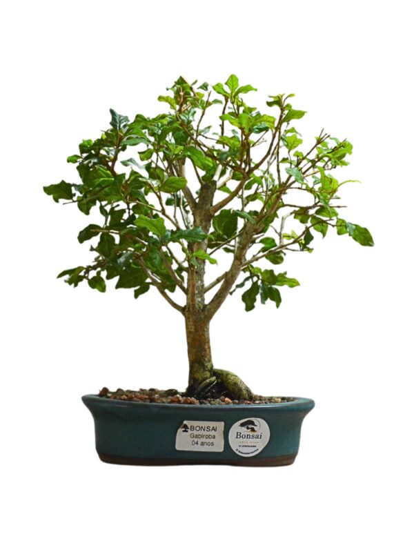 Bonsai Gabiroba