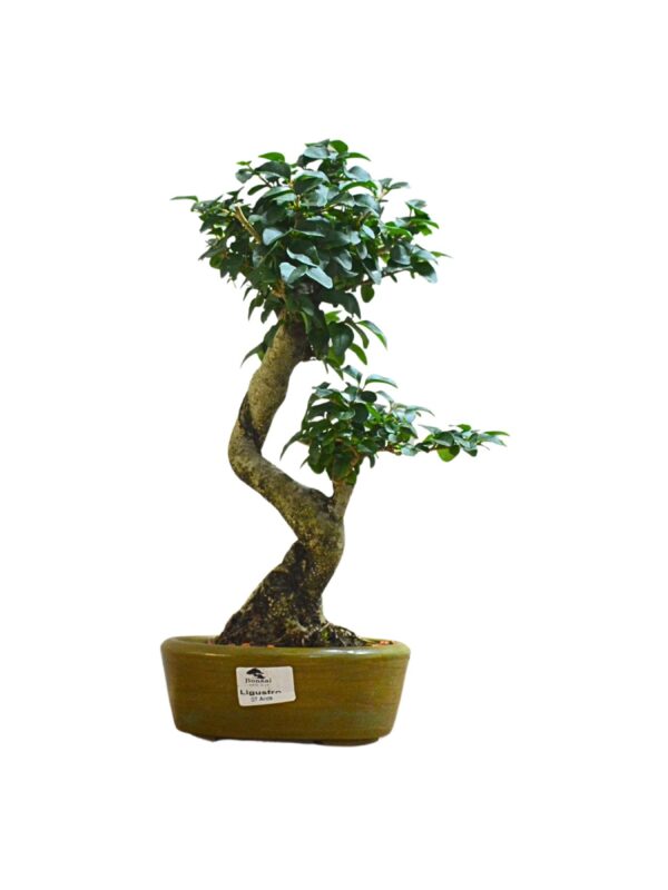 Bonsai Ligustro