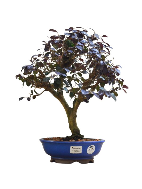 Bonsai Loropetalum Rubrum