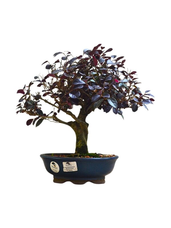 Bonsai Loropetalum Rubrum
