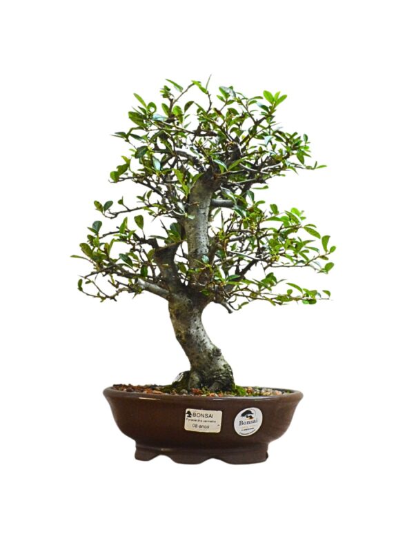 Bonsai Piracanta Amarela