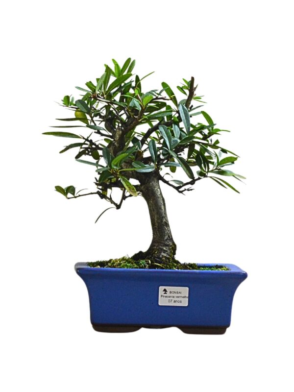 Bonsai Piracanta Vermelha
