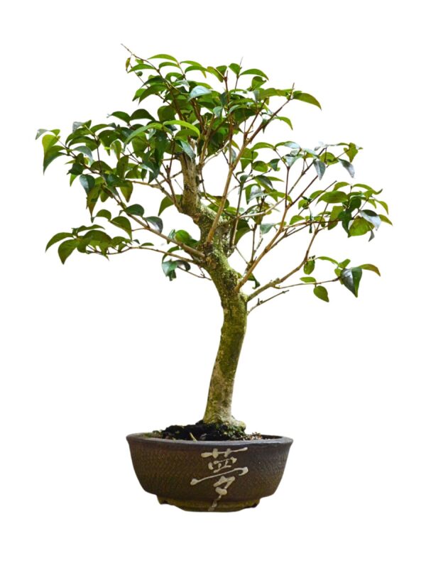 Bonsai Pitanga