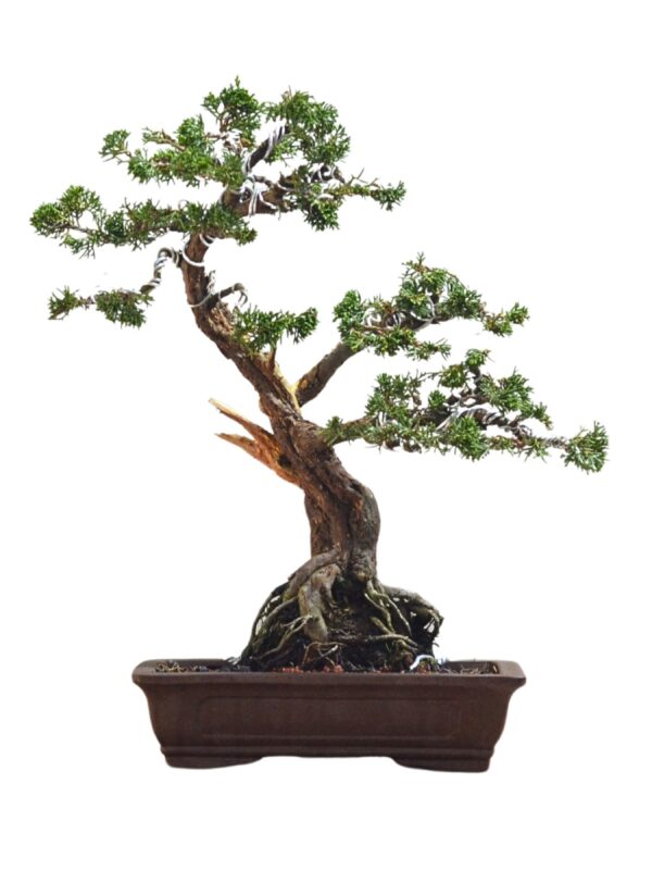 Bonsai Shimpaku Kichu