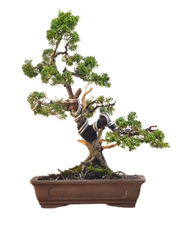Bonsai Shimpaku Kichu