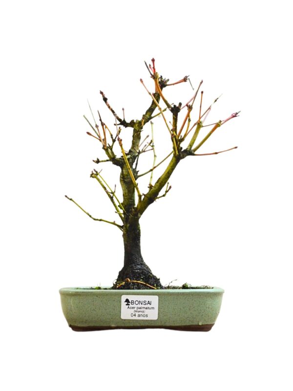 Bonsai Acer Palmatum
