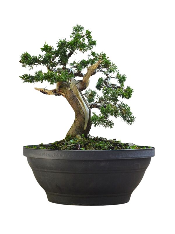 Pré Bonsai Shimpaku Kichu