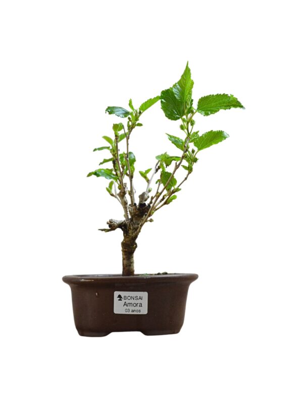 Bonsai Amoreira