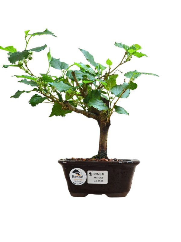 Bonsai Amoreira