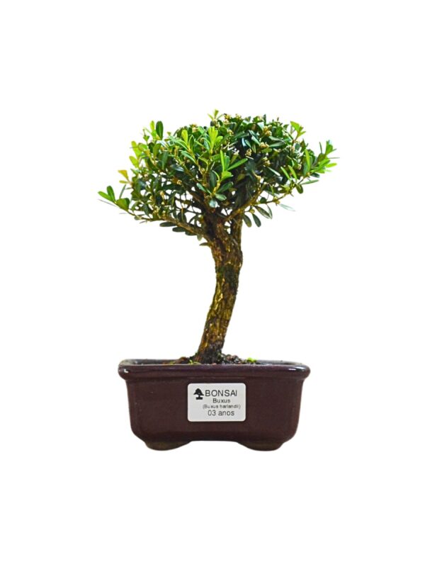 Bonsai Buxinho