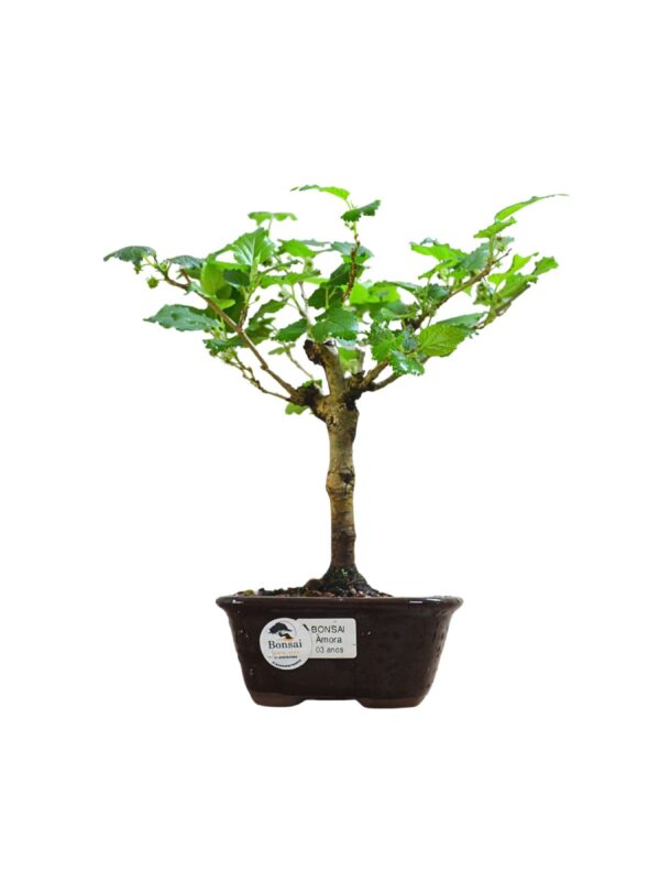 Bonsai Amoreira